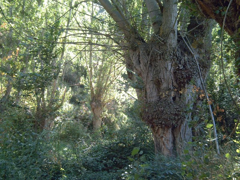Foto de Magaña (Soria), España