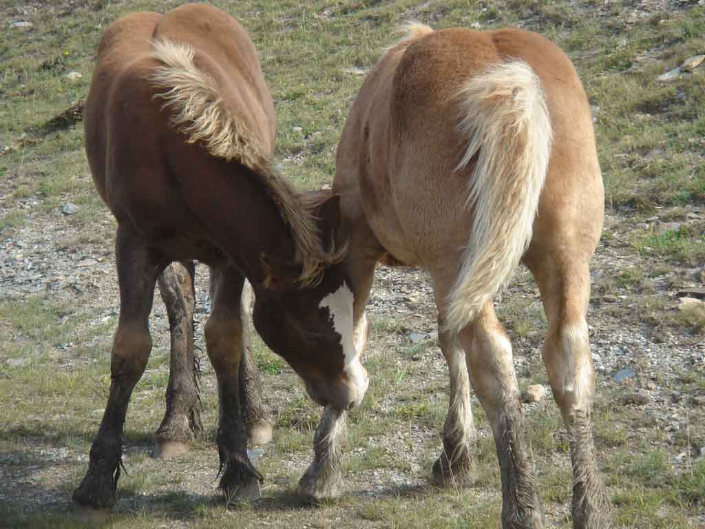 Foto de Lerida (Lleida), España