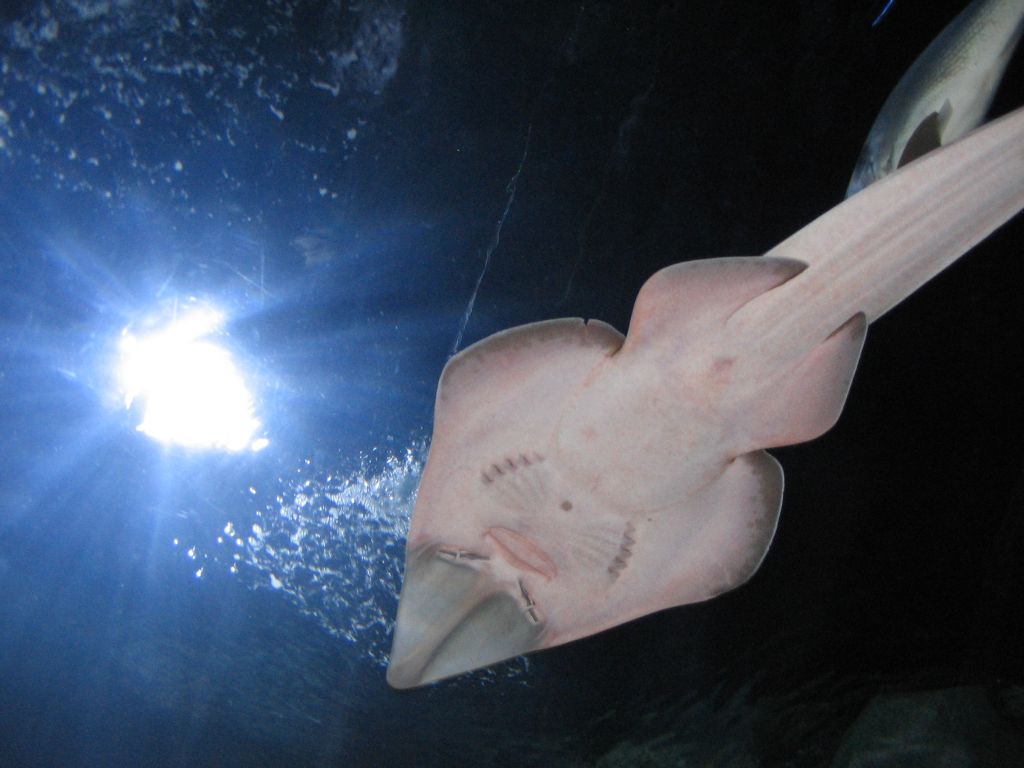 Foto de Valencia (València), España