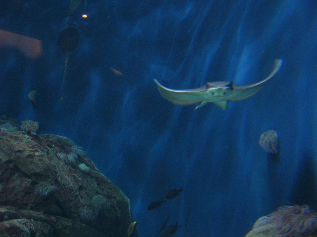 Foto de Valencia (València), España