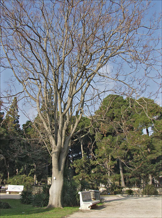 Foto de Zaragoza (Aragón), España