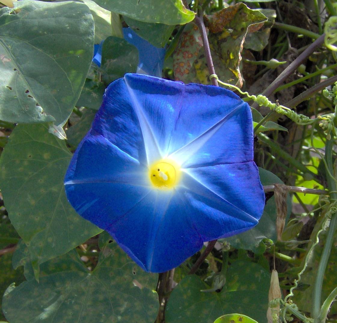 Foto de Jalisco, México