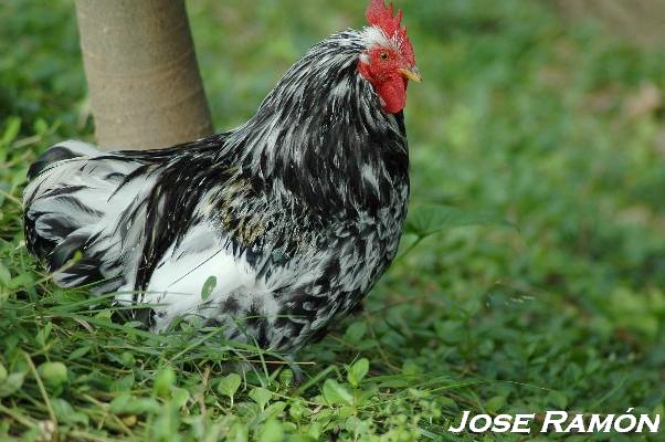 Foto de Jerez  de la Frontera (Cádiz), España