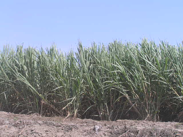 Foto de Trujillo, Perú