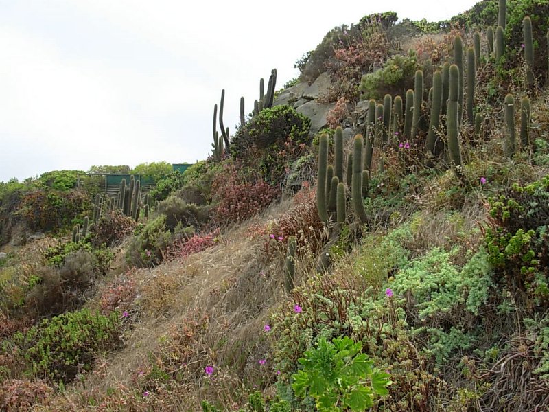 Foto de ZAPALLAR, Chile
