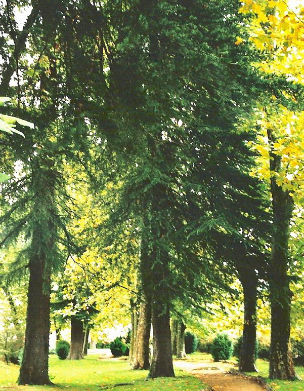 Foto de Jarandilla de la Vera (Cáceres), España