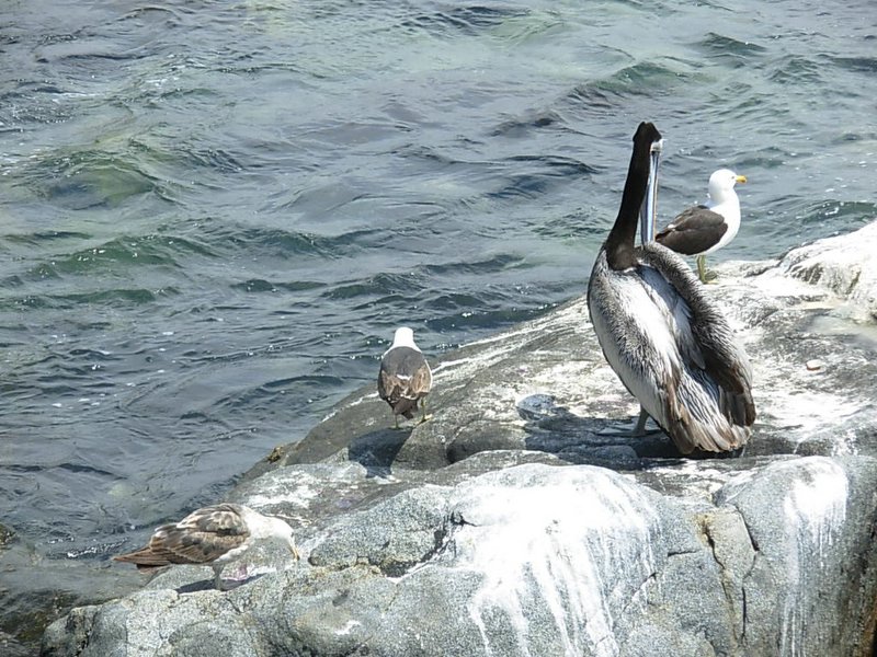 Foto de ZAPALLAR, Chile