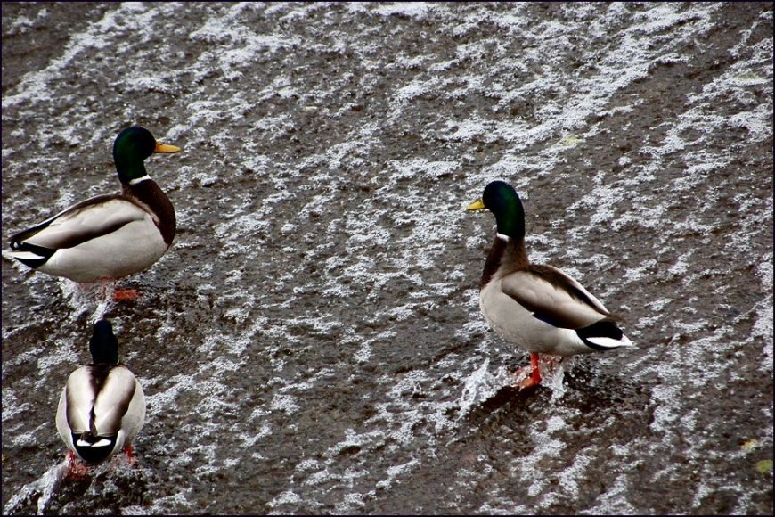 Foto de Aranjuez (Madrid), España