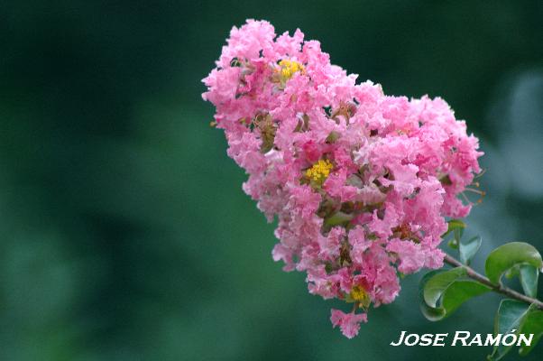 Foto de Jerez  de la Frontera (Cádiz), España