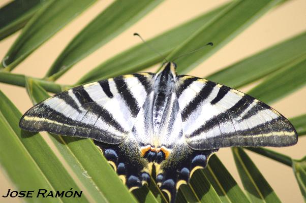 Foto de Jerez  de la Frontera (Cádiz), España