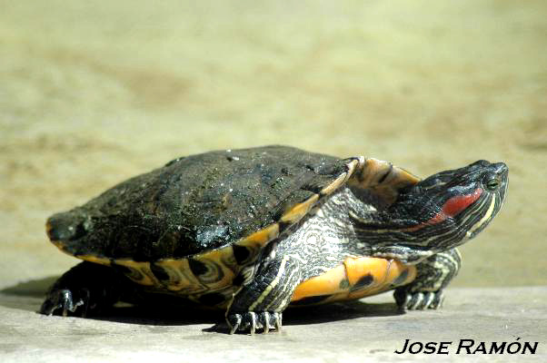 Foto de Zahara de la Sierra (Cádiz), España