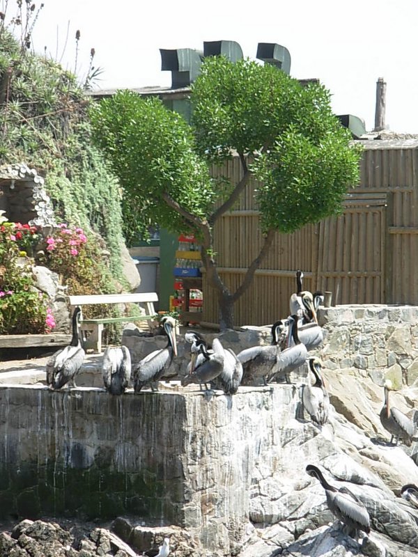 Foto de ZAPALLAR, Chile