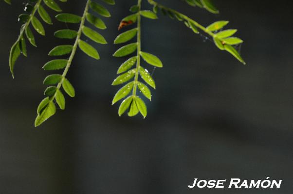 Foto de Puerto Real (Cádiz), España