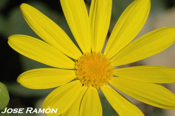 Foto de Jerez  de la Frontera (Cádiz), España