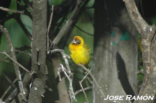 Foto de Jerez  de la Frontera (Cádiz), España