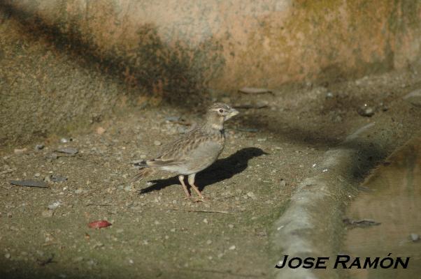 Foto de Jerez  de la Frontera (Cádiz), España