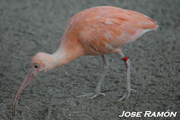 Foto de Jerez  de la Frontera (Cádiz), España