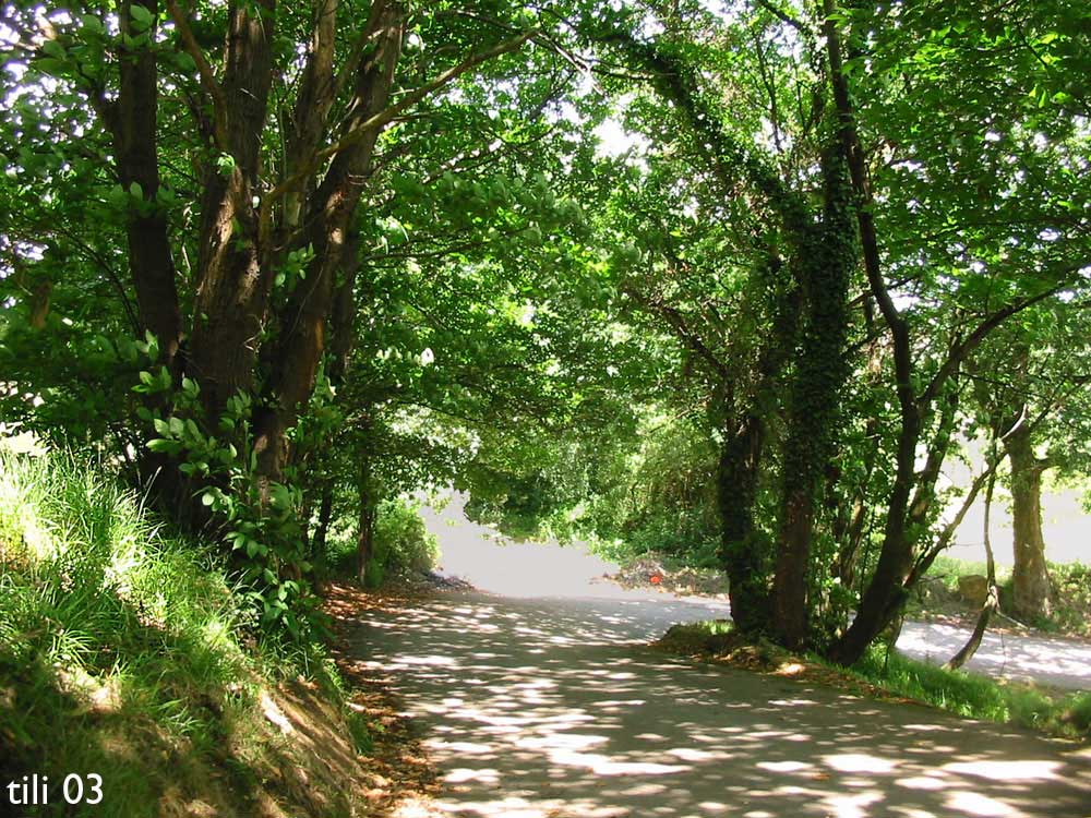 Foto de La Manjoya (Asturias), España