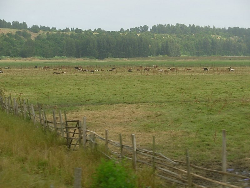 Foto de CONCON, Chile