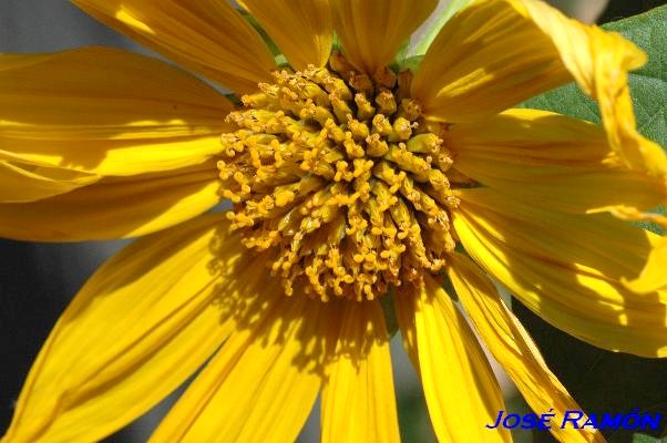 Foto de Sevilla (Andalucía), España