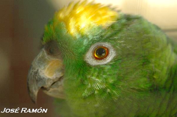 Foto de Sevilla (Andalucía), España