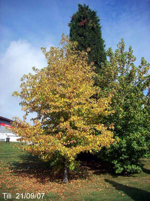 Foto de Oviedo (Asturias), España