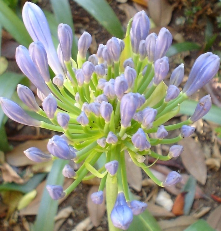 Foto de Sevilla (Andalucía), España