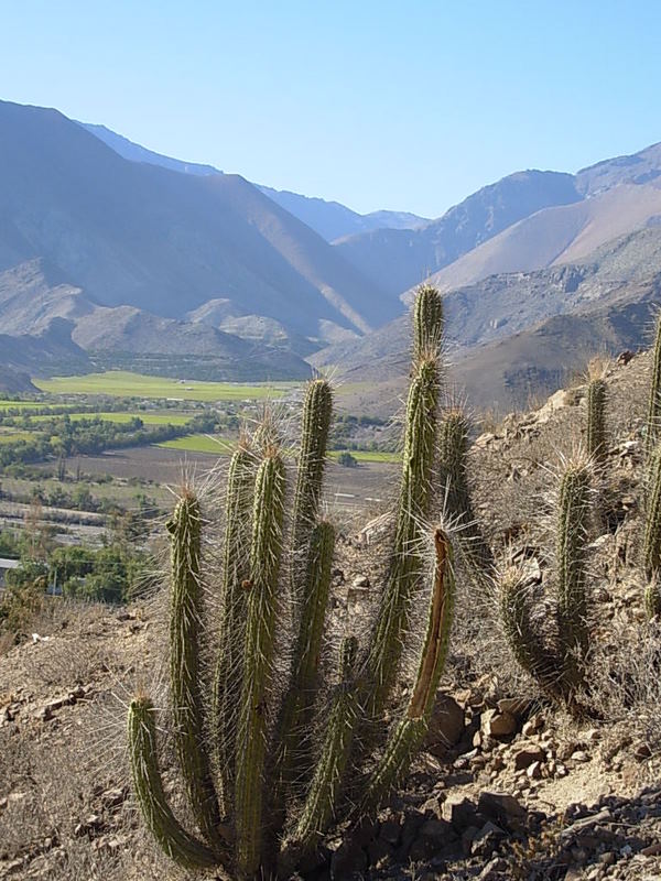 Foto de Vicuña, Chile
