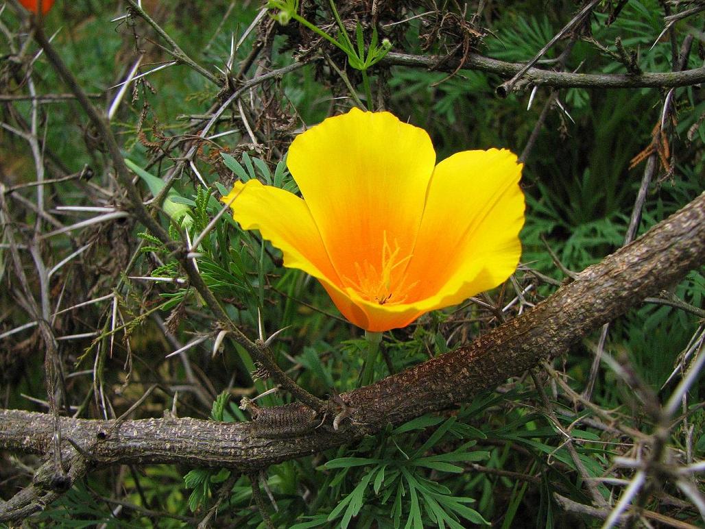 Foto de Curacaví, Chile