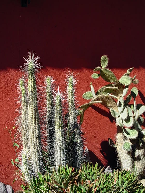 Foto de Vicuña, Chile