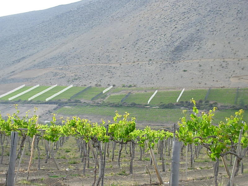 Foto de Vicuña, Chile