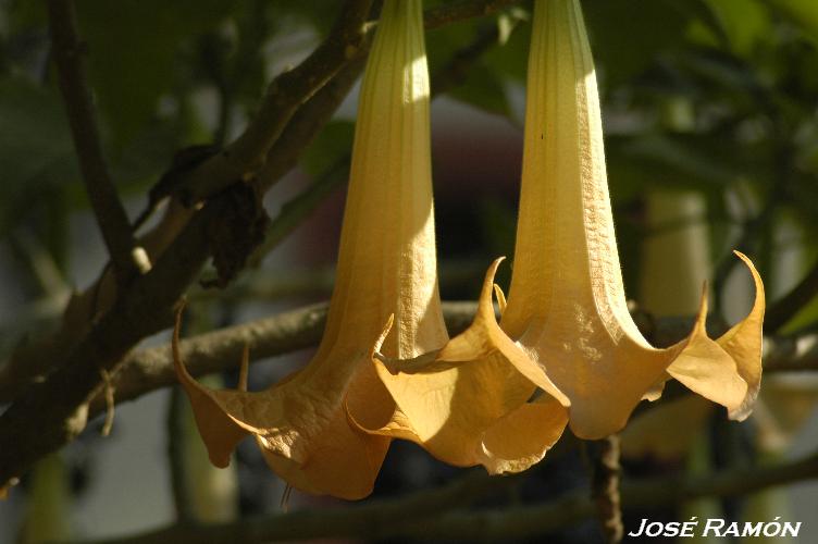 Foto de Cádiz (Andalucía), España