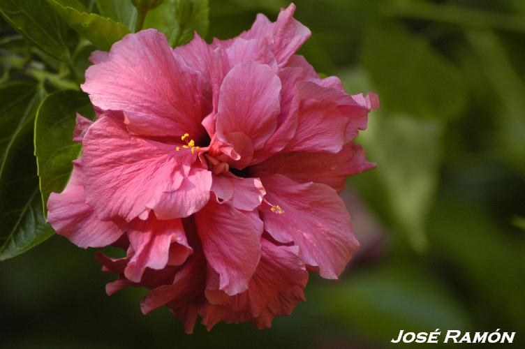 Foto de Cádiz (Andalucía), España