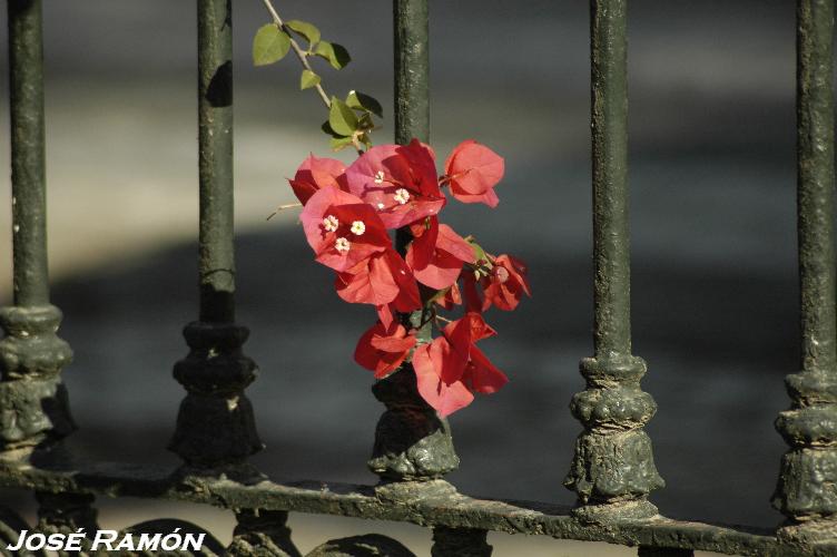 Foto de Cádiz (Andalucía), España