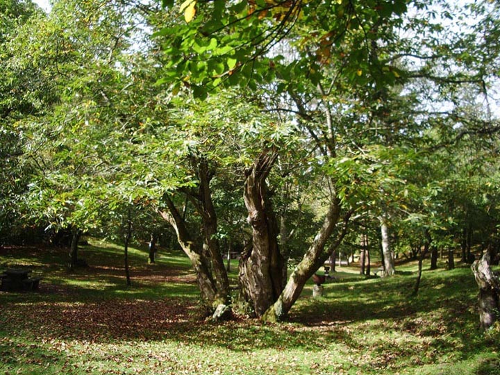 Foto de Piloña (Asturias), España