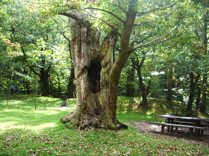 Foto de Piloña (Asturias), España