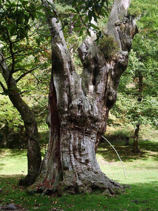 Foto de Piloña (Asturias), España