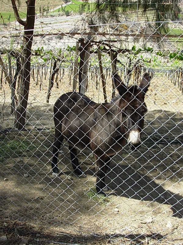 Foto de Cochiguaz, Chile