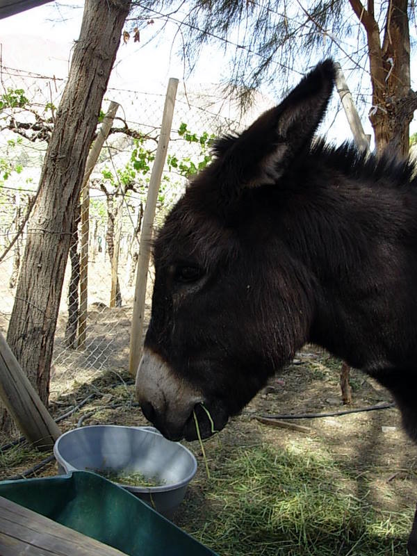 Foto de Cochiguaz, Chile