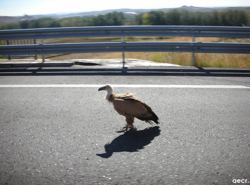 Foto de Arcos de Jalón (Soria), España