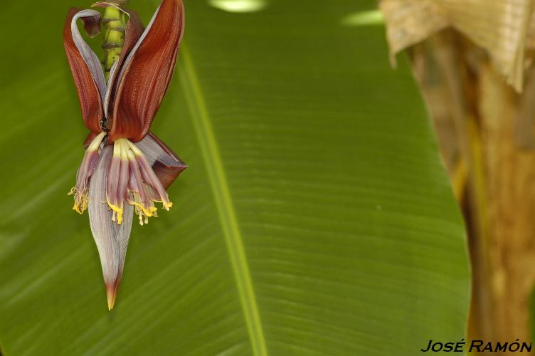 Foto de Jerez de la Frontera (Cádiz), España