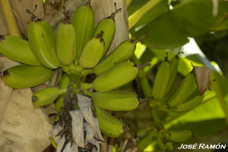 Foto de Jerez de la Frontera (Cádiz), España