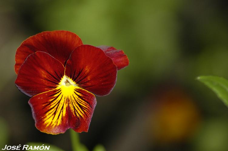 Foto de Jerez de la Frontera (Cádiz), España