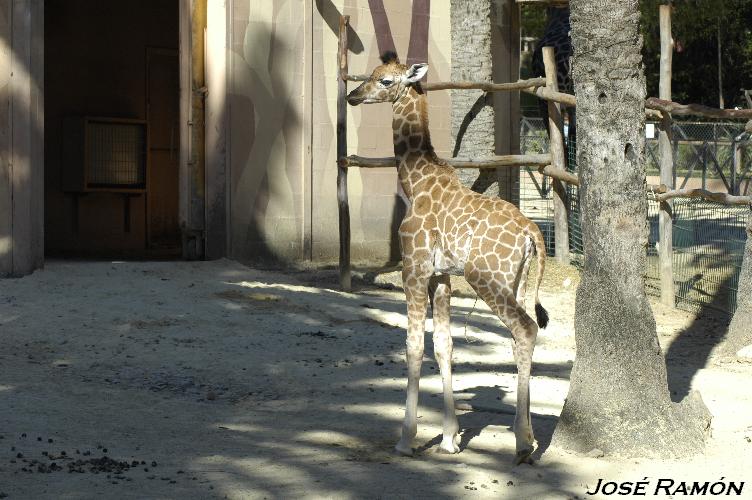 Foto de Jerez de la Frontera (Cádiz), España