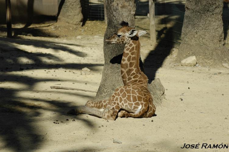 Foto de Jerez de la Frontera (Cádiz), España