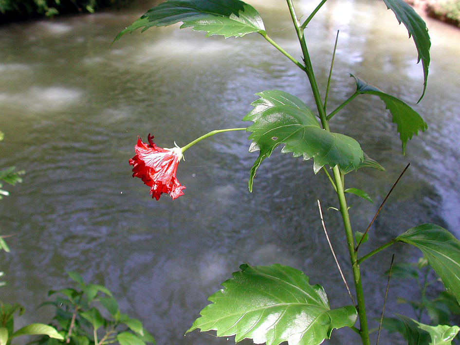 Foto de Agua Azul - Chiapas, México