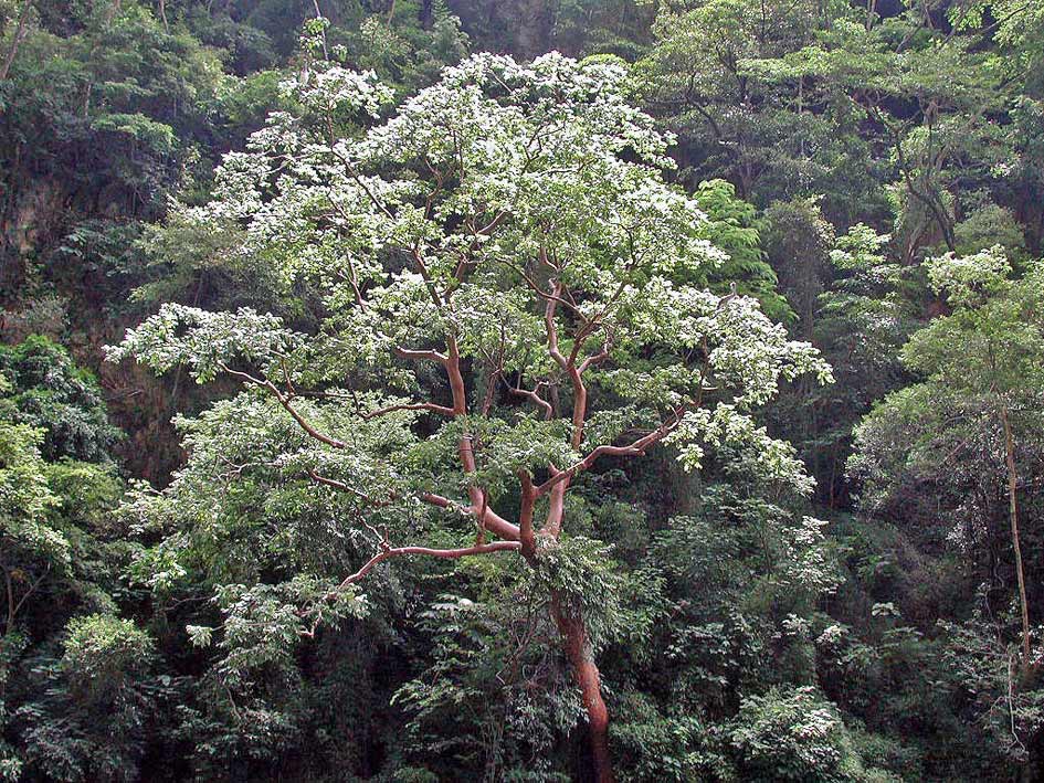 Foto de Chiapa de Corzo - Chiapas, México