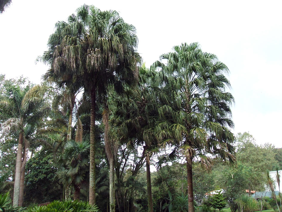 Foto de Xalapa - Veracruz, México