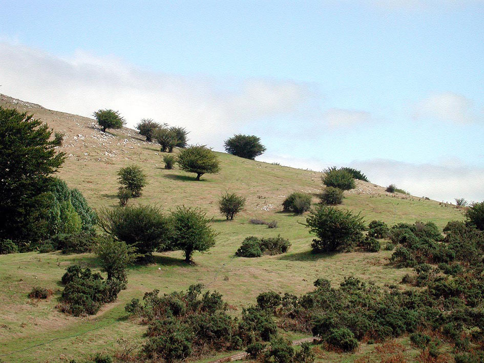 Foto de Sierra de Aralar (Gipuzkoa), España