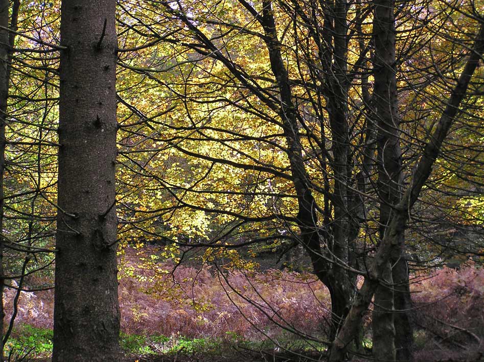 Foto de Roncesvalles (Navarra), España